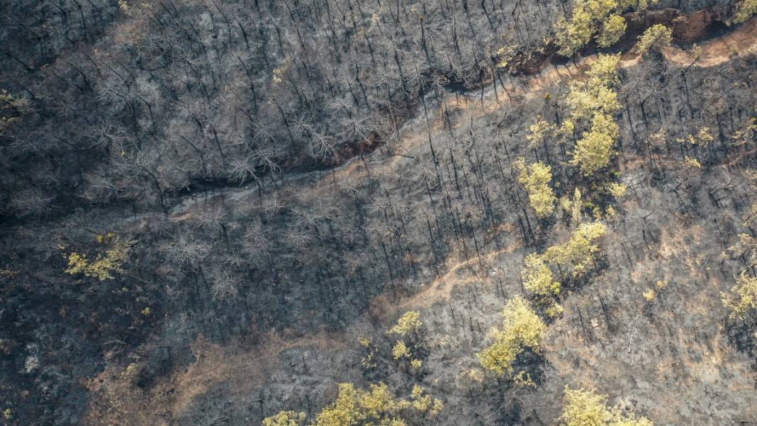 Sakarya'da başlayan yangın kontrolden çıktı: Bilecik'in ormanları siyaha büründü 16
